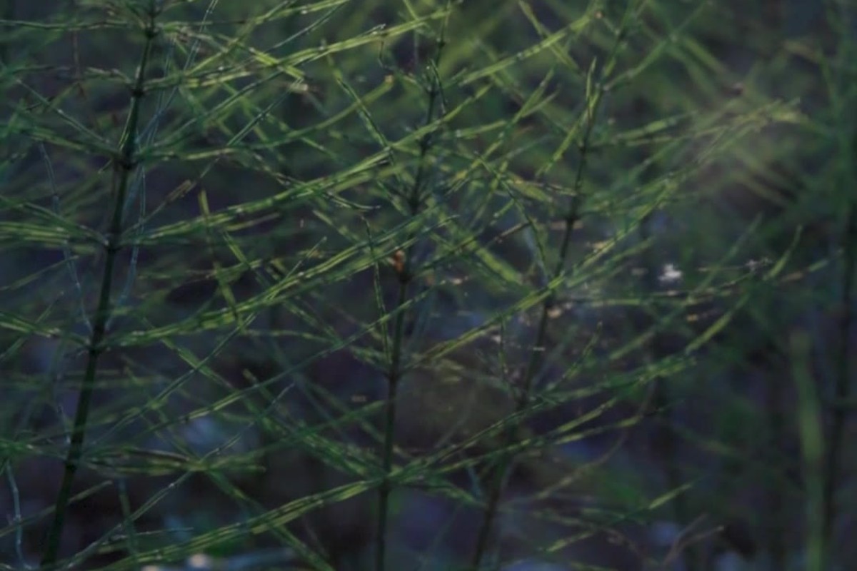Cover image for Braiding Sweetgrass: Indigenous Wisdom, Scientific Knowledge and the Teachings of Plants: Restoring land is medicine not only for the land but for the people too.