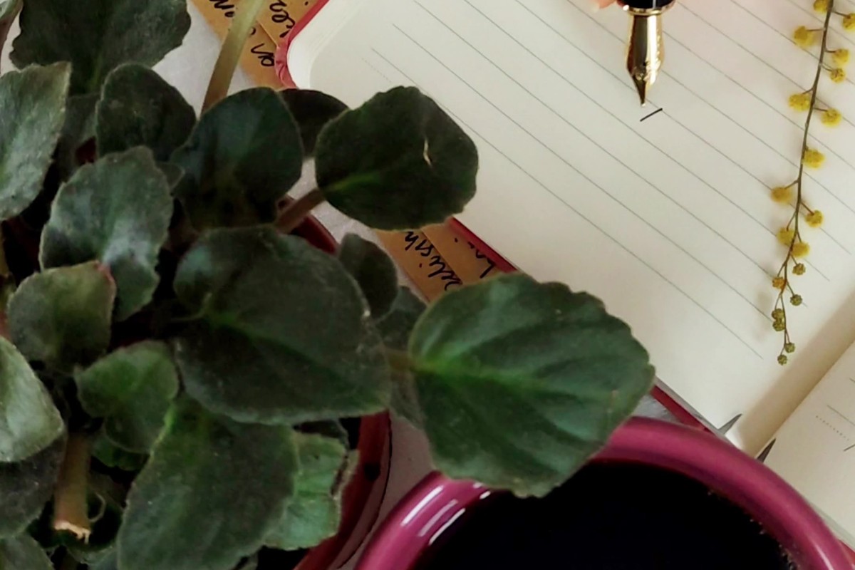 Cover image for Slow Productivity